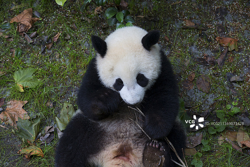 大熊猫图片素材