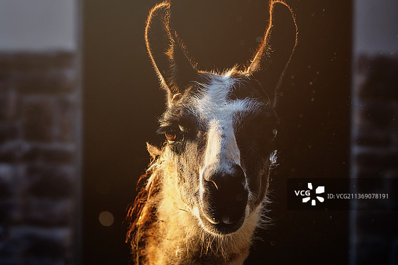 动物园里的温暖图片素材