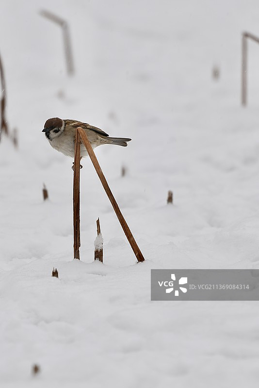 北京初雪-家雀图片素材