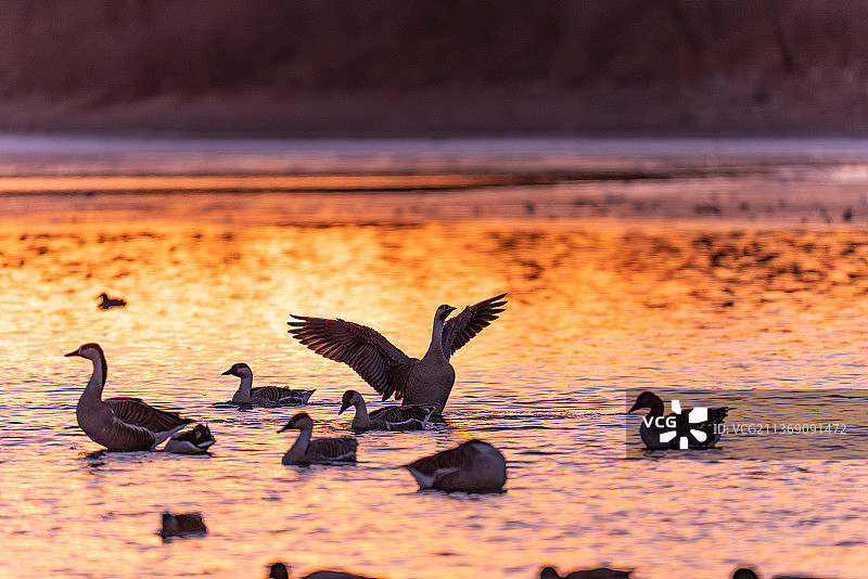 大雁在河中愉快的游泳捕食戏水图片素材