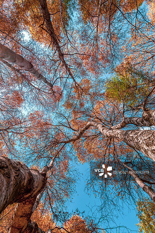 苏木山秋景图片素材