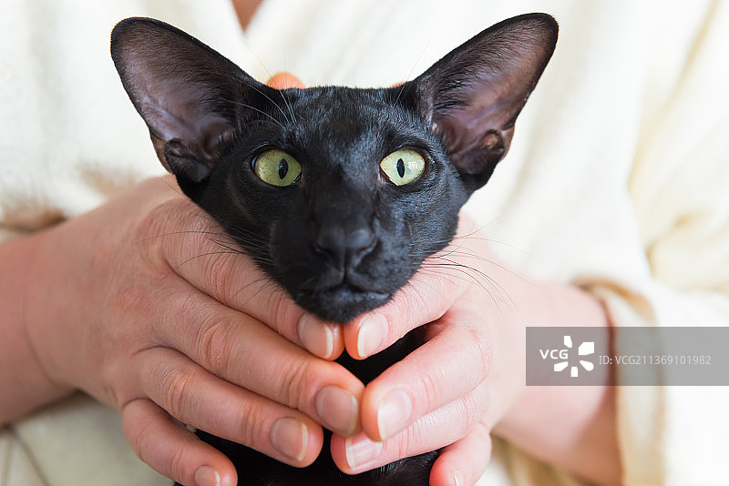 被女人抱着的可爱的黑色东方猫脸图片素材