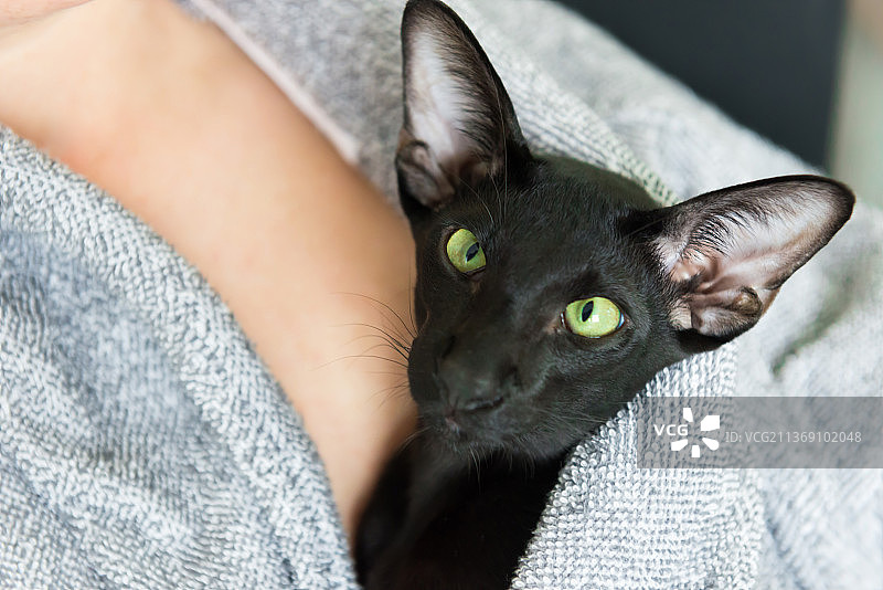 黑色东方猫和女人，猫躺在床上图片素材