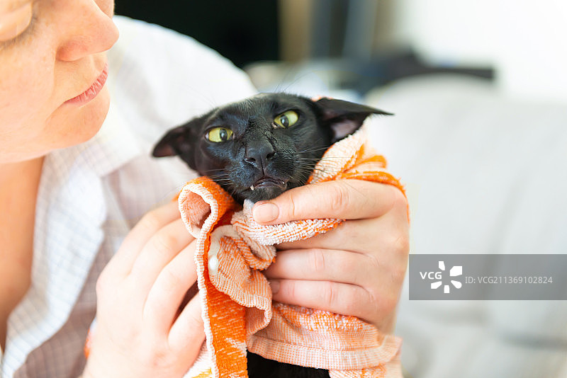 清洗后的黑色湿身东方猫图片素材