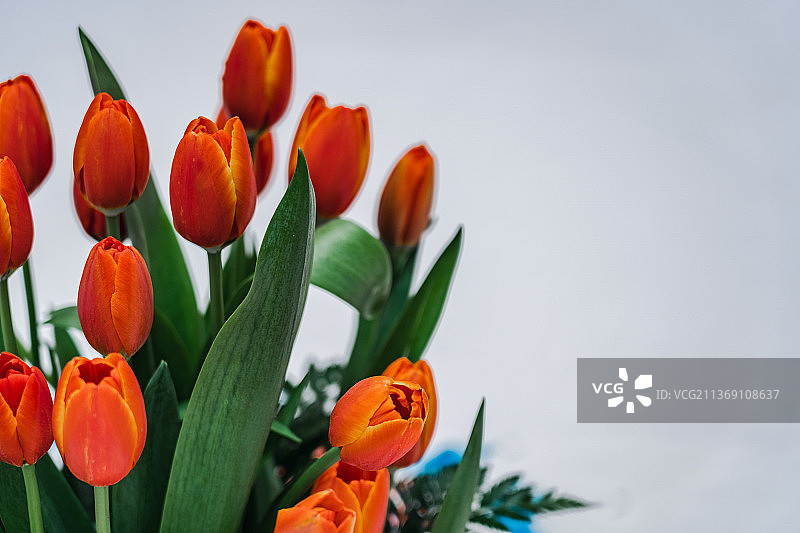 粉色郁金香图片素材