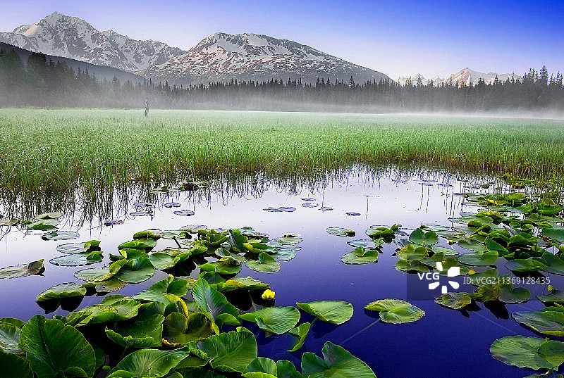 阿拉斯加楚加奇国家森林公园野生睡莲湖泊风光，美国图片素材