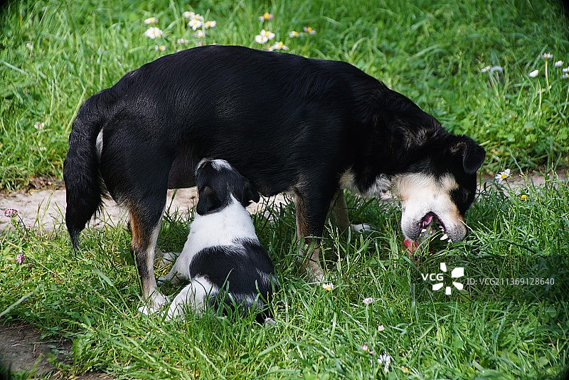 妈妈和小狗在田野上特写图片素材