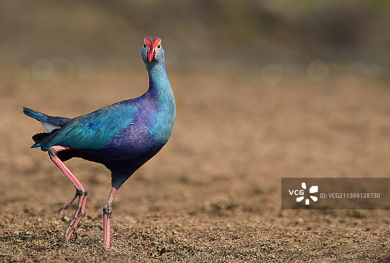 孔雀肖像（印度奥里萨邦拉亚加达）图片素材