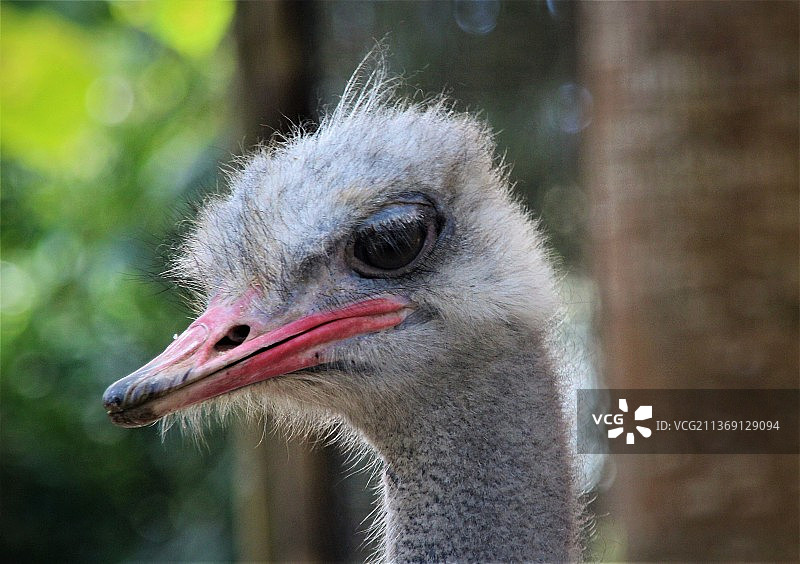 愤怒的鸟类，鸵鸟特写，西班牙加那利图片素材