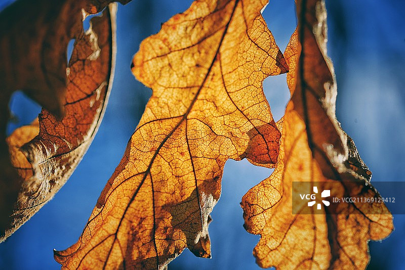 橡树叶，干燥枫叶特写，背景模糊图片素材