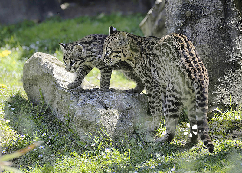 豹子站在法国莱萨布雷茨田野上的侧面图图片素材
