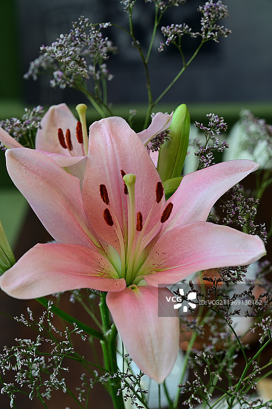 粉色百合特写，德国莱茵河畔魏尔图片素材