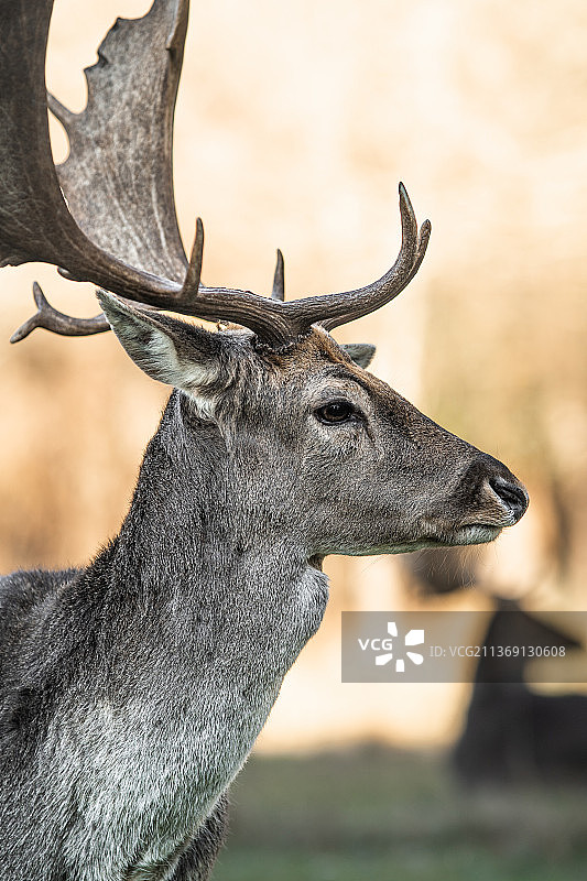 意大利米利亚里诺地区公园，站立在田野上的红鹿侧面轮廓图片素材