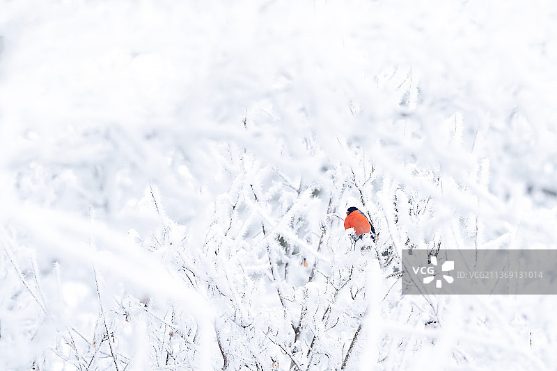 红色圆点：雪地瓢虫特写图片素材