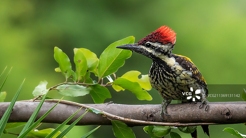 啄木鸟栖息在树枝上（印度卡纳塔克邦班加罗尔）图片素材