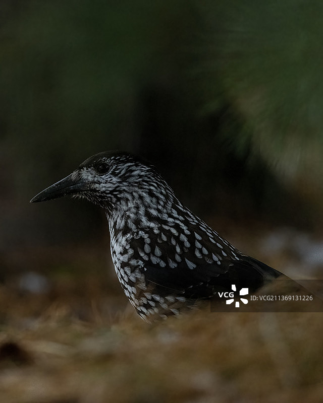 胡桃夹子，松鸦栖息在田野上的特写，芬兰图片素材