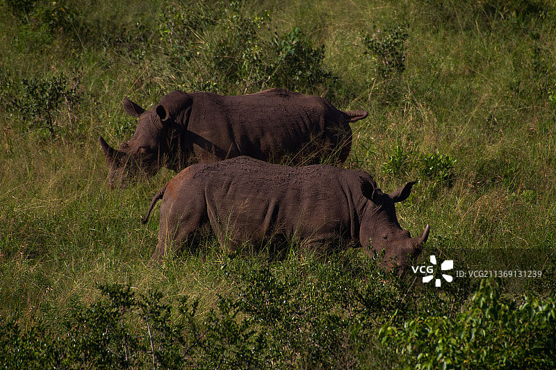 白色犀牛原野高角度景观，南非曼西雅图片素材