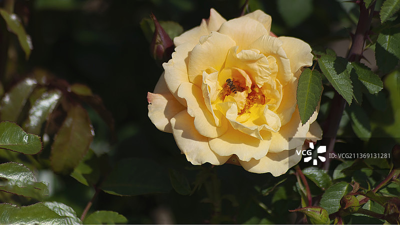 食蚜蝇停留在玫瑰花上，玫瑰花特写图片素材