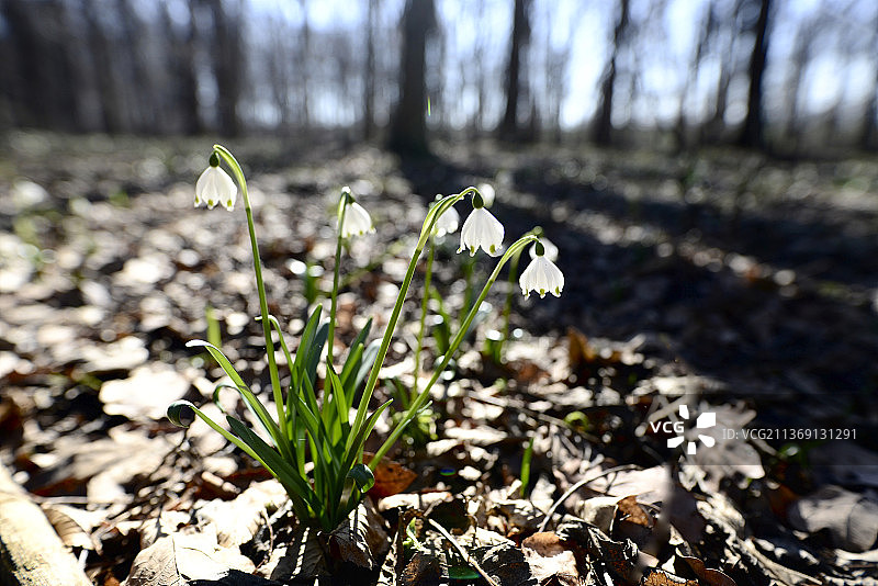 德国田野上的雪花莲特写图片素材
