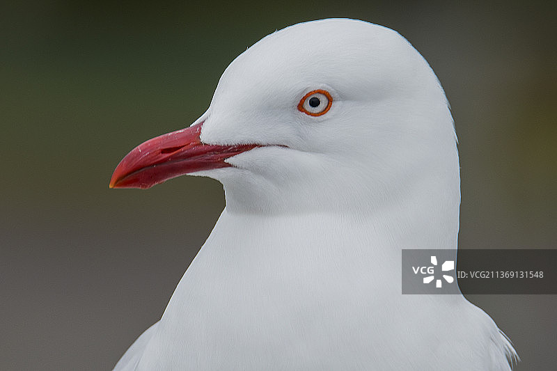 澳洲新南威尔士州莱蒙树通道的银鸥图片素材