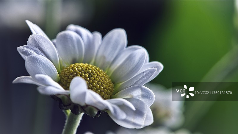 白色花朵特写图片素材