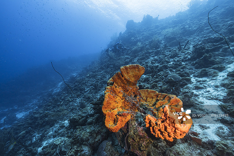 女人在海中水肺潜水图片素材