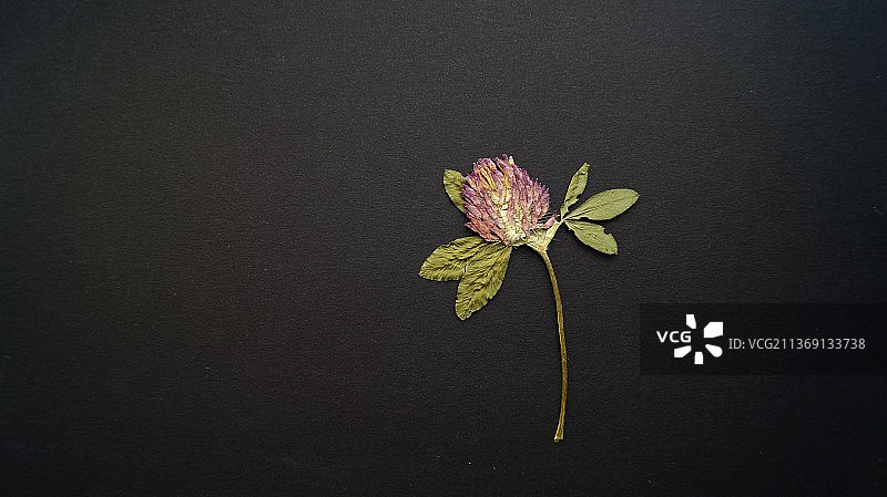 黑色背景下的花朵特写图片素材