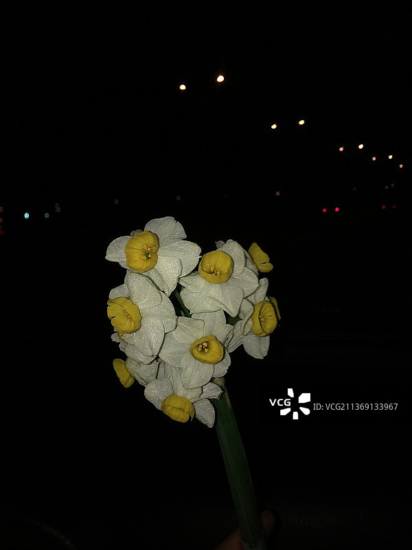 黑色背景上的水仙花特写图片素材