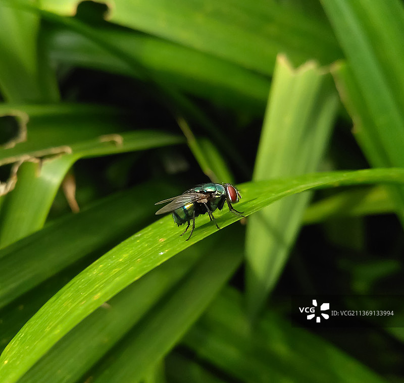 绿蝇昆虫叶子特写图片素材