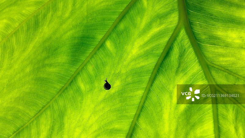 叶子的全画幅小蜗牛图片素材