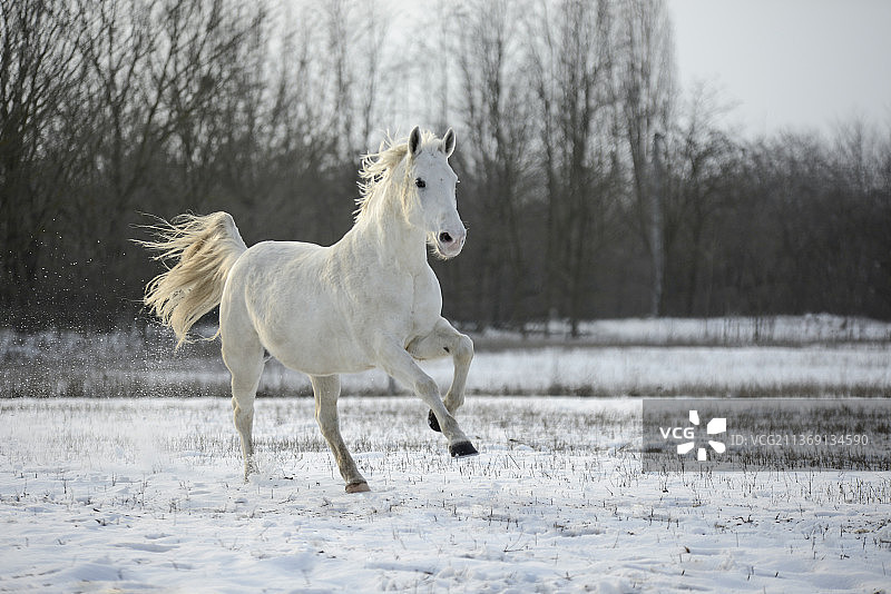 白马在田野上奔跑的侧视图图片素材