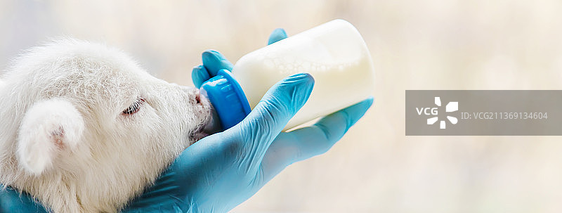 兽医手中的小山羊图片素材