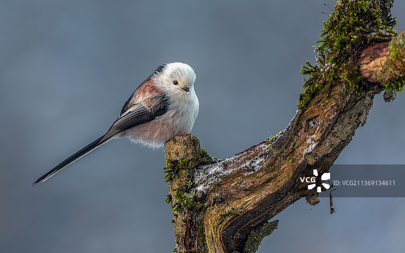 长尾山雀，栖息在树枝上的山雀特写，俄罗斯圣彼得堡图片素材