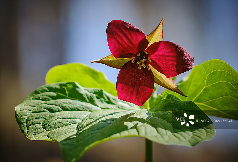 红色延龄草，加拿大红色开花植物特写图片素材