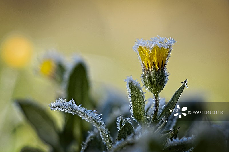 冰霜黄花（冰冻植物特写）图片素材