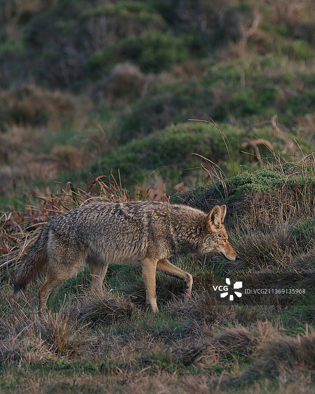 正在巡逻的郊狼，站立在田野上的狐狸侧视图图片素材