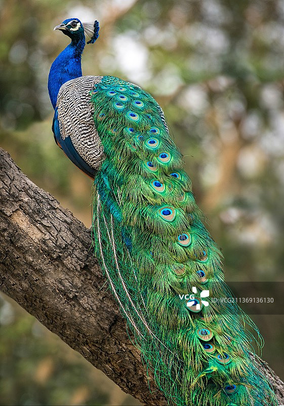 翠绿色孔雀特写图片素材