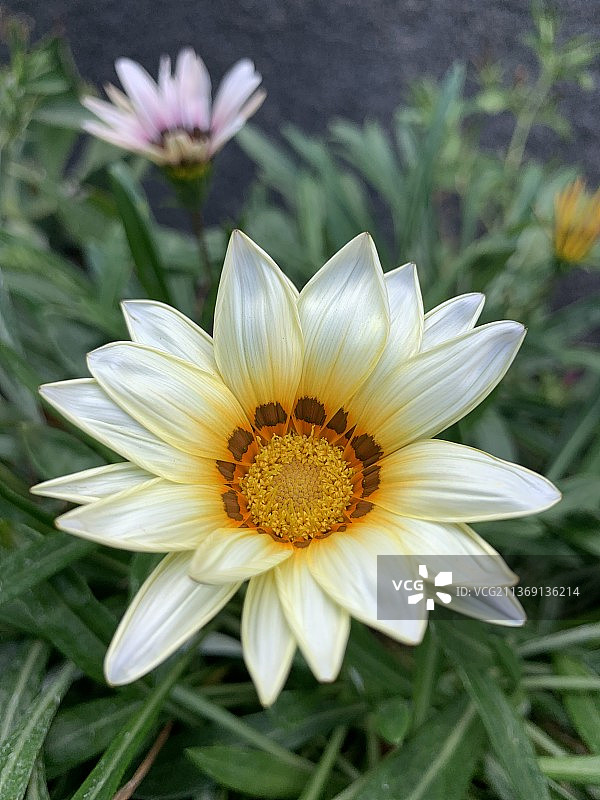 白色花朵特写图片素材