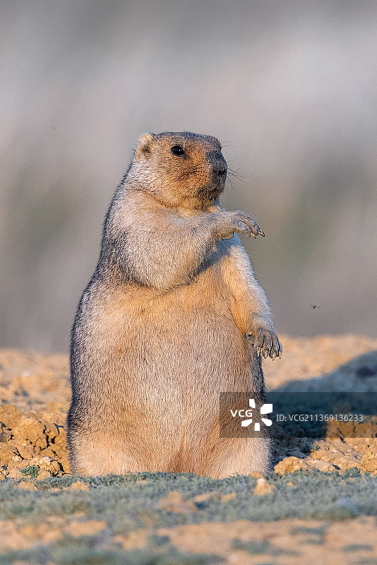 草原犬鼠特写，哈萨克斯坦图片素材
