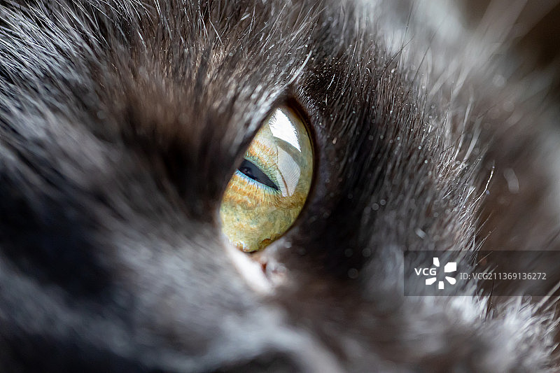 特写的猫图片素材