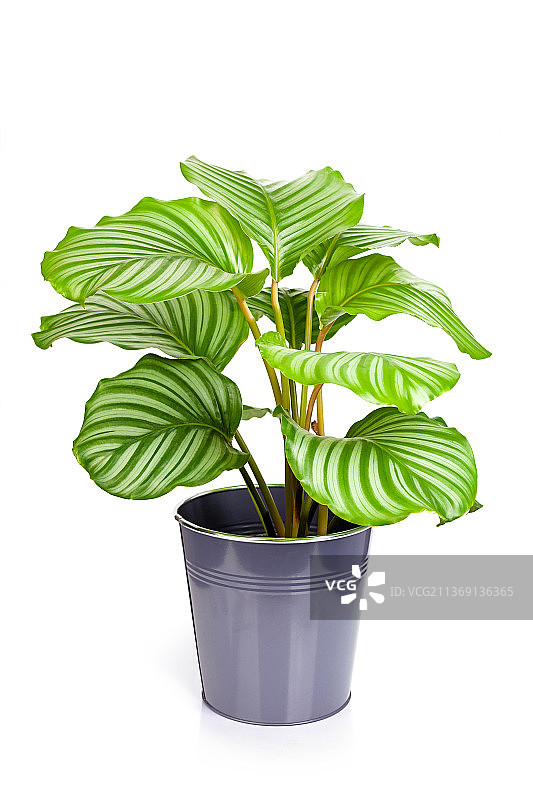 白色背景盆栽竹芋图片素材