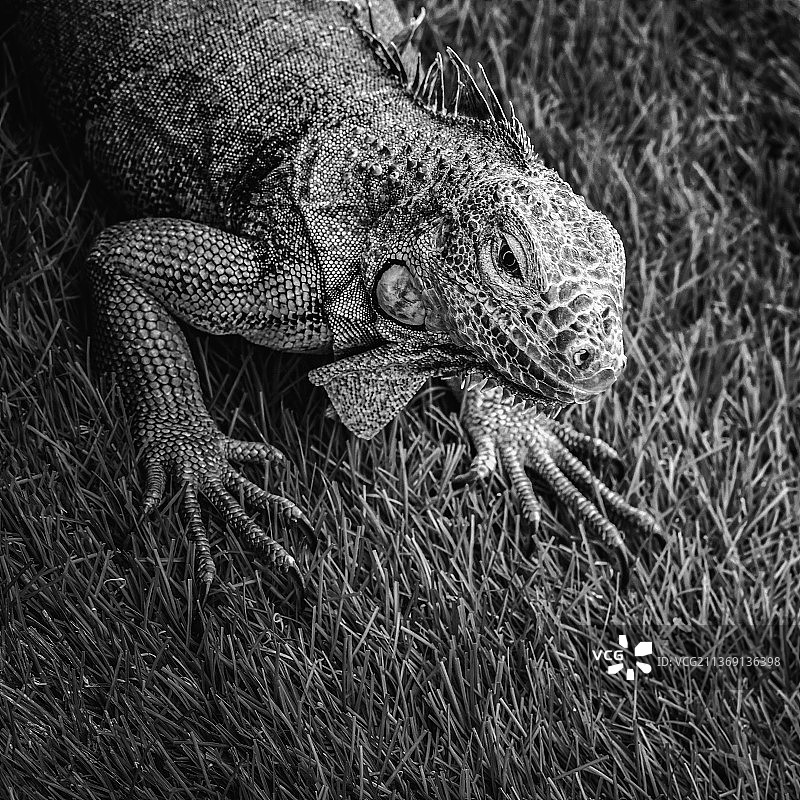 田野上的鬣蜥特写图片素材