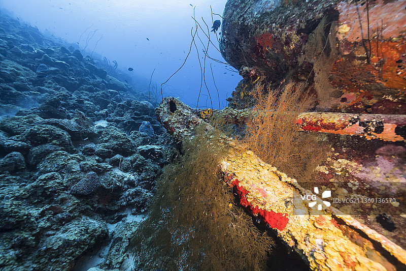 鱼在海里游泳的特写图片素材