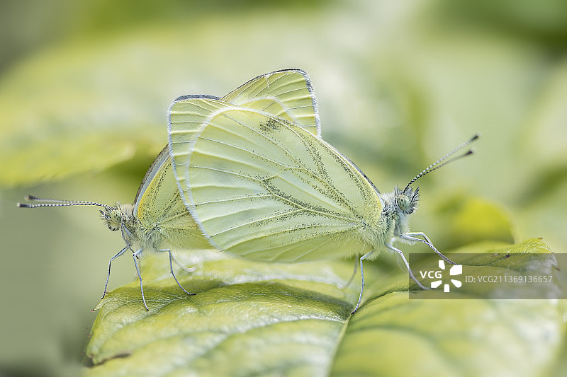 爱在空气中，树叶上的蝴蝶特写，荷兰罗森达尔图片素材