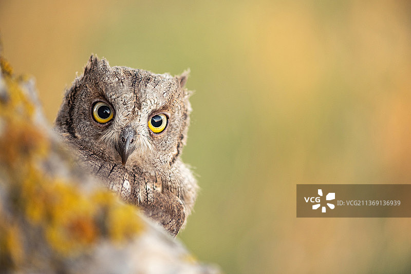 从树洞里向外看的角鸮图片素材