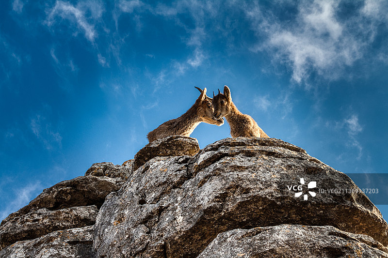 母女纯真的爱，在西班牙安特克拉，猫鼬坐在岩石上仰望天空图片素材