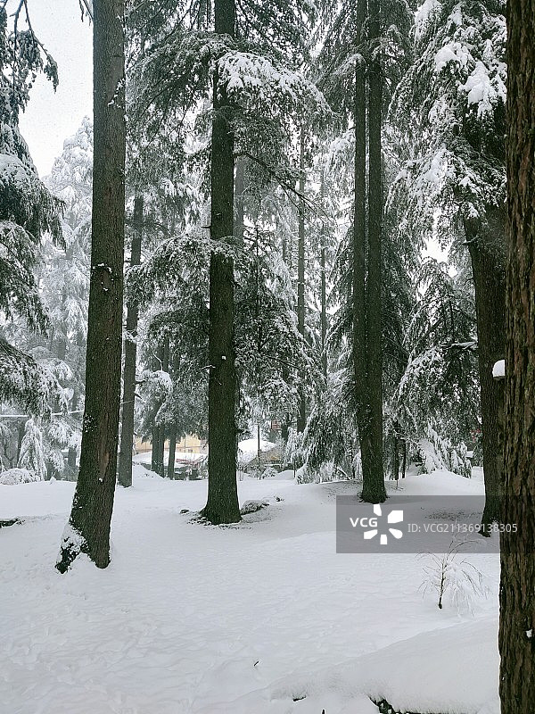 马纳利雪原树木景观图片素材