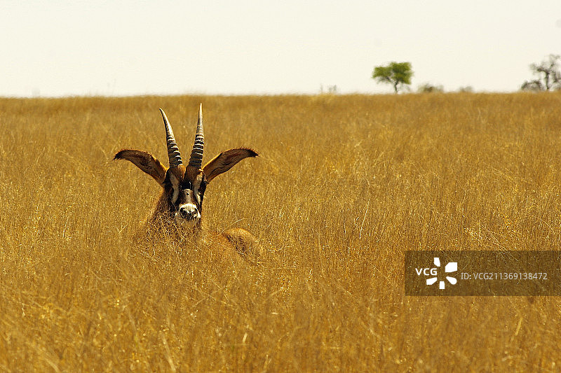 原野上的跳羚：原野中伫立的鹿的肖像图片素材