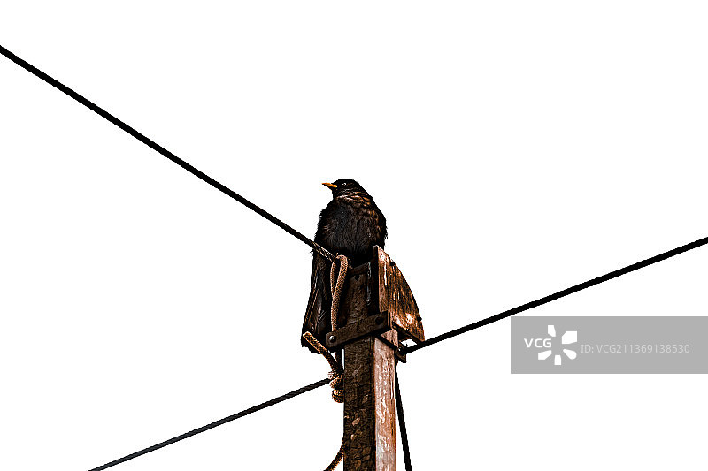 欧洲顶部的鸟图片素材