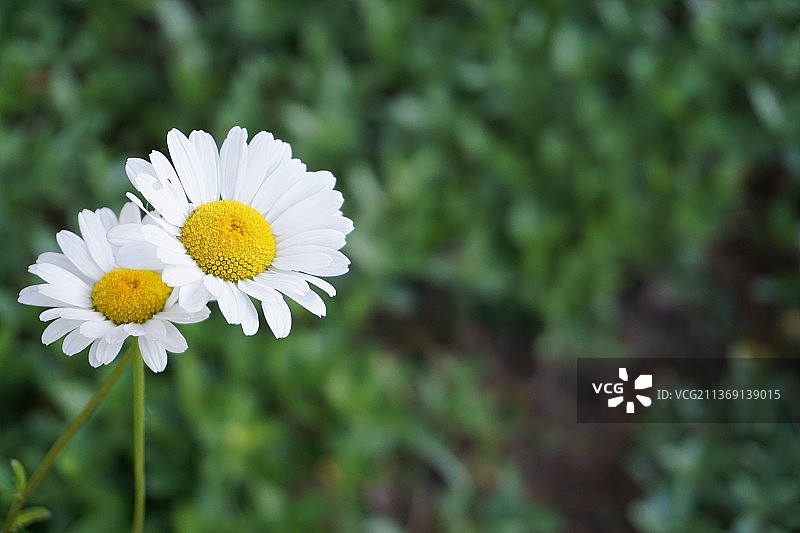 雏菊，白色雏菊花朵特写图片素材